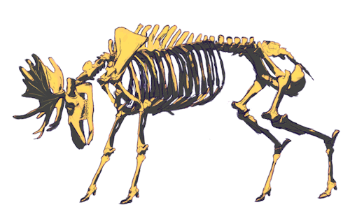 gif skeleton bones moose natural history scientific illustration laura streicher