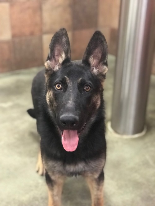 dogsatmyjob:Handsome pup.