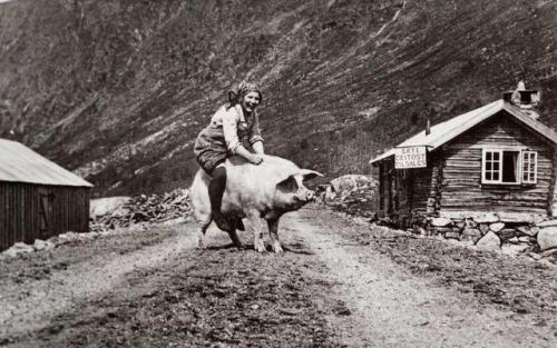 Milkmaid tryâs to move a pig,Norway - 1932 Check this blog!