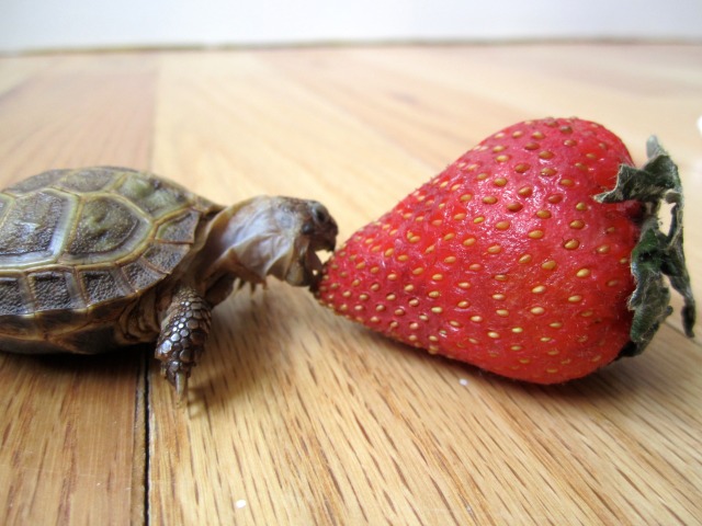 the whimsy turtle — My First Strawberry!, Part 1 (Parts 2, 3, 4, 5,...