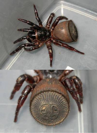 Trapdoor Spider Tumblr