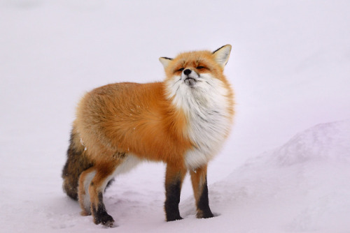 everythingfox:This fox is not impressed