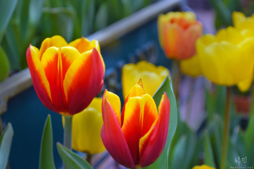 i-am-kmyl:TulipsSpring.Everland, South...