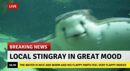 loloftheday