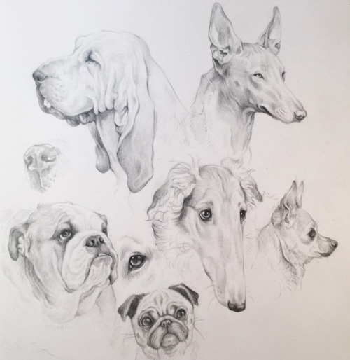 dog drawings on Tumblr