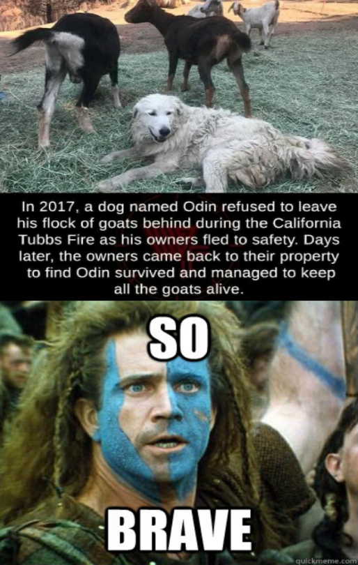 Brave dog meme by Abraham The Positive.