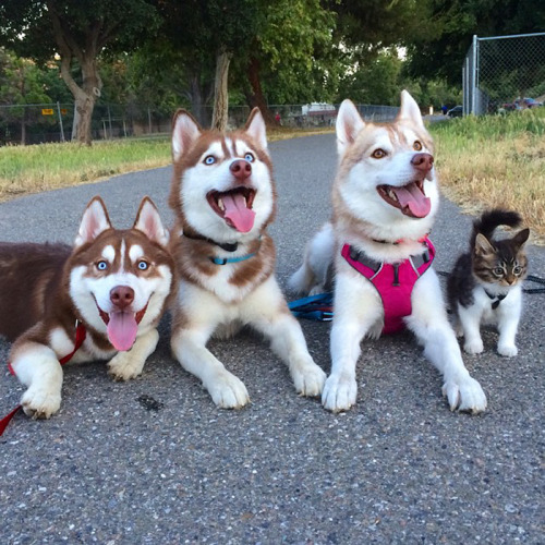 boredpanda:3 Huskies Become Best Friends With A Cat After...