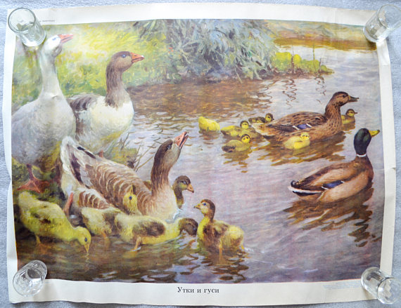 Ducks and geese, Vintage school poster (1966)
NEW Listed on Etsy: https://www.etsy.com/sovietpostcards/listing/551284539/