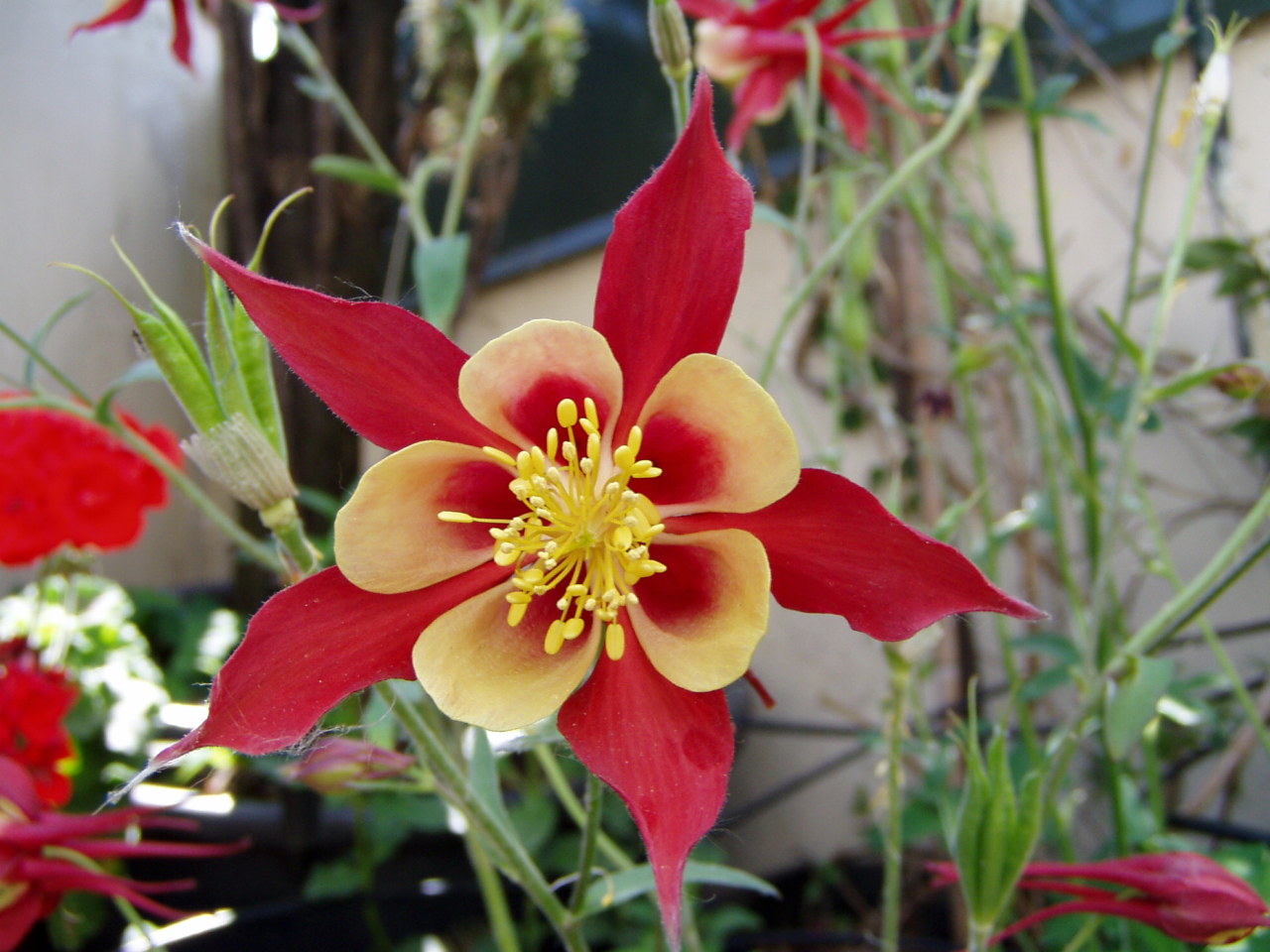 200 Semi di Aquilegia /"ETERNO Cottage preferiti/" MIX