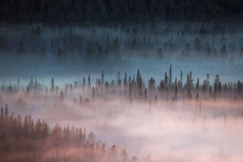 melodyandviolence:Tranquil forest  Iso-Syöte, Finland...