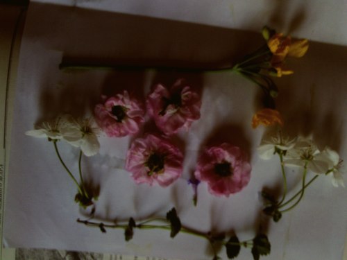 spring flowers spring inspiration herbarium celandine cherry flower весенние цветы гербарий HERBARIUM&FLOWERS