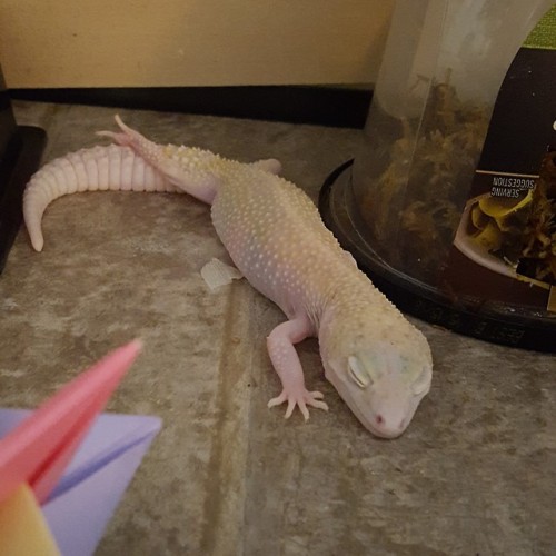 exceptionalreptile:I recently moved Lemonade’s tank to right...