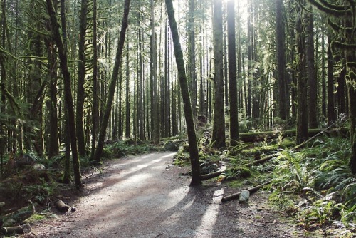 matchbox-mouse:Sun streaming through the gaps in the trees.On...