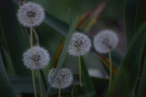 The Dandelions