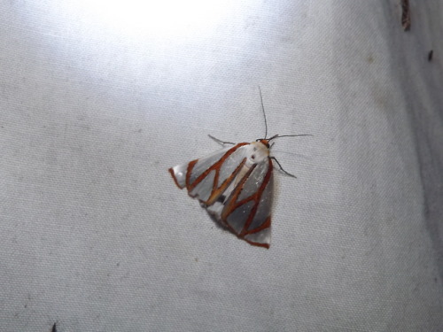 southaussiemoth:Thalaina angulosaAngled satin moth