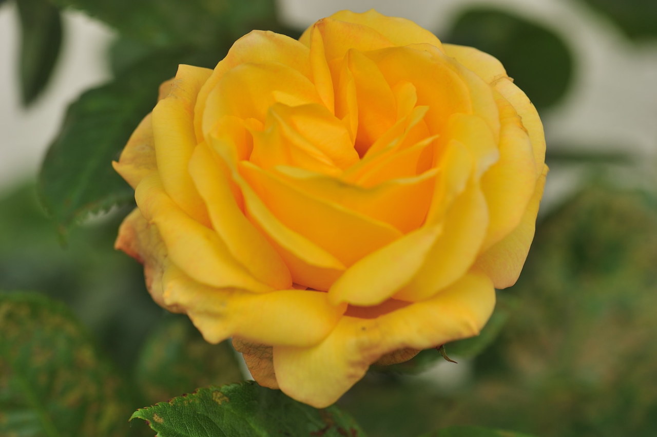 Monsitephotos Rose Jaune La Rose Jaune Dans Le Langage Des