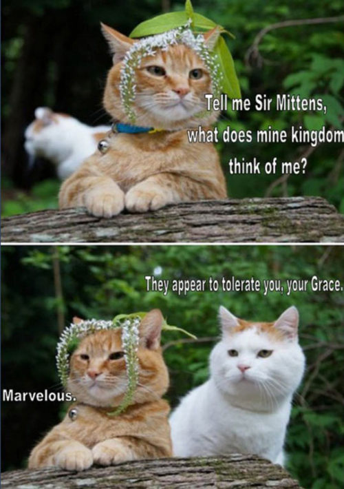 srsfunny:Sir Mittens