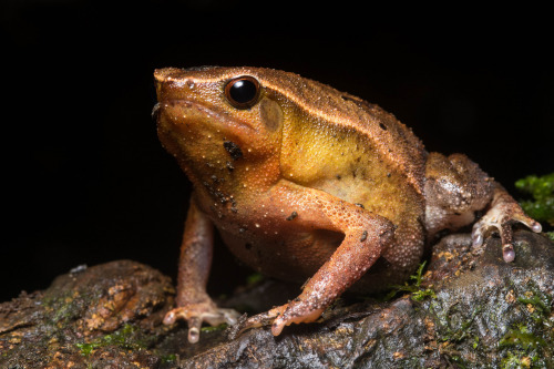 pogosticks:Variable Sticky Frog (Kalophrynus heterochirus) by...