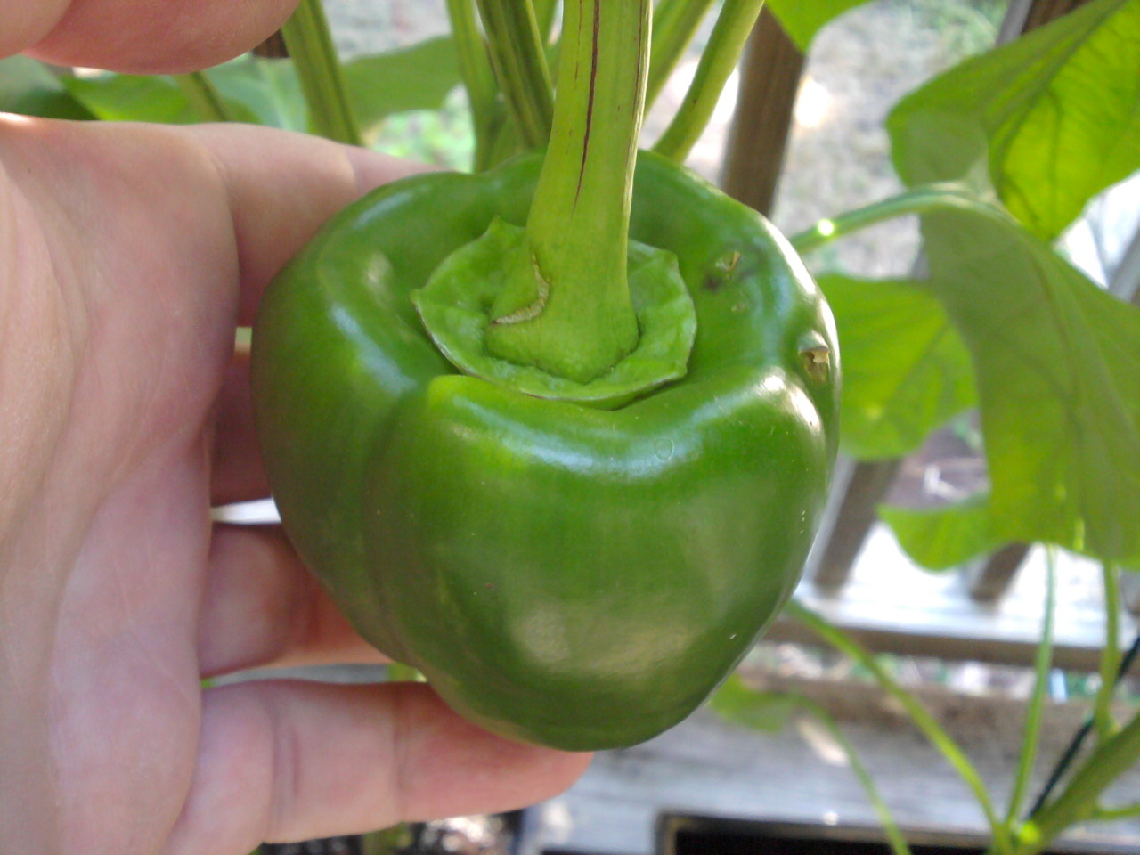 one green bell pepper with a human hand for size comparison