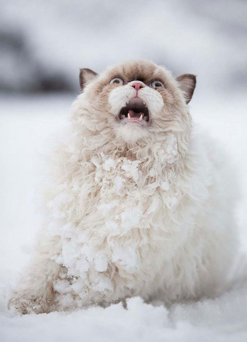 @cats in snow