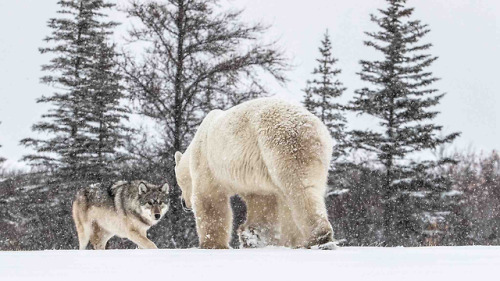 wolveswolves:A rare look at a polar bear being chased by a wolf...