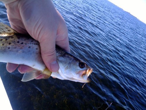 Fish I Have Caught, Left Maximo Park boat ramp at 8:00 am 