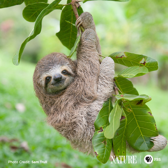 Introducing Newbie, A Three-toed Female Sloth Who - Nature On Pbs