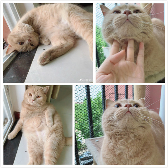 This cat is as fat as a pig.
