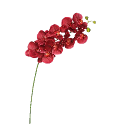 flowers png | Tumblr