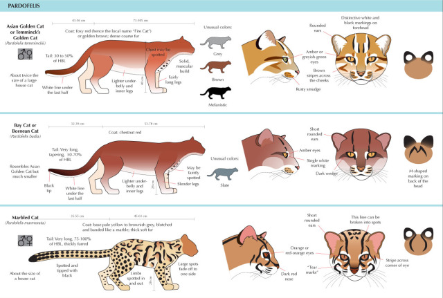 A Guide To Deduction, somuchscience: Guide to Felinae by Joumana...