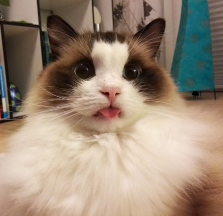 soda-n-cream:When cats do the lil tounge sticking out face ;•;Reblog if u agree