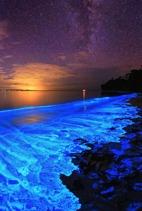 nubbsgalore:the bioluminescent noctiluca scintillans – an algae...