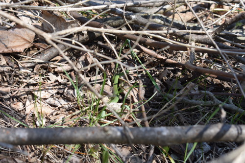 wildflowers-of-southern-ontario