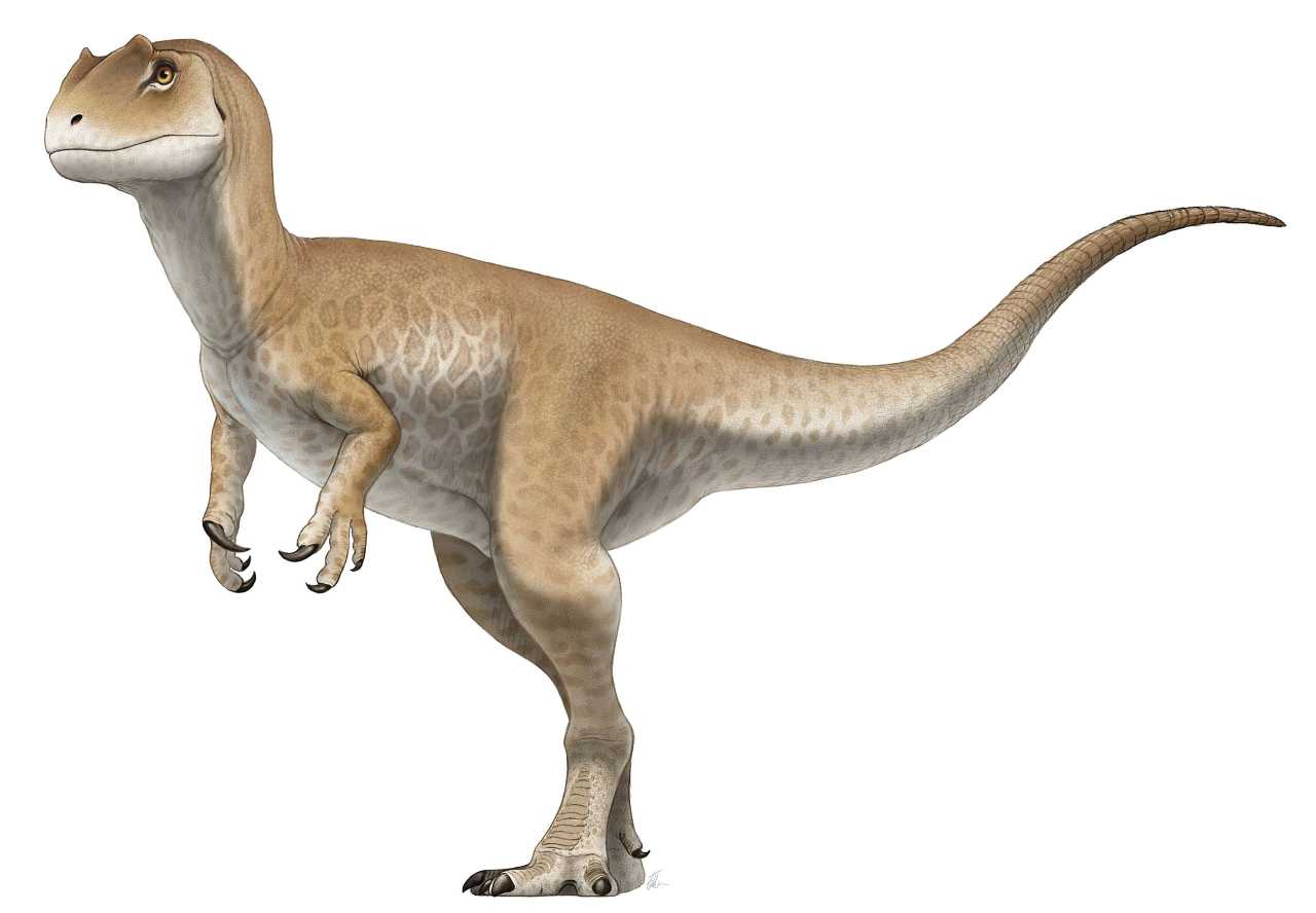 a-dinosaur-a-day-allosaurus-fragilis