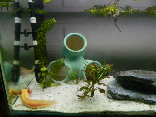 Baby Axolotl Tank Setup Cuteanimals