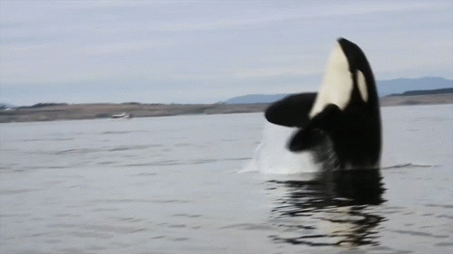 tumblr_n9124tkbwU1td60u9o1_500.gif