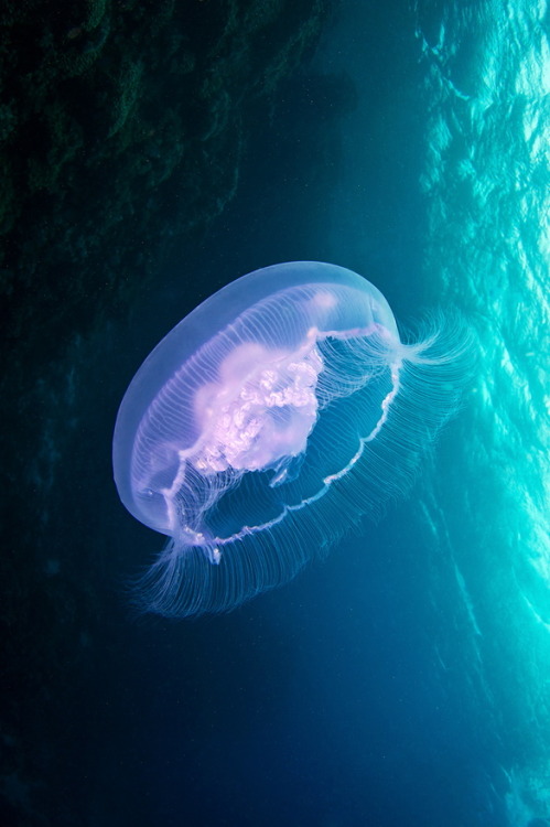 r2–d2:Aurelia aurita s  by (Alexander Semenov)