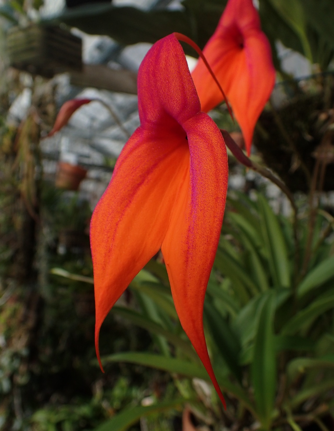 Willowbrook Orchids — orchid-a-day: Masdevallia veitchiana February 7,...