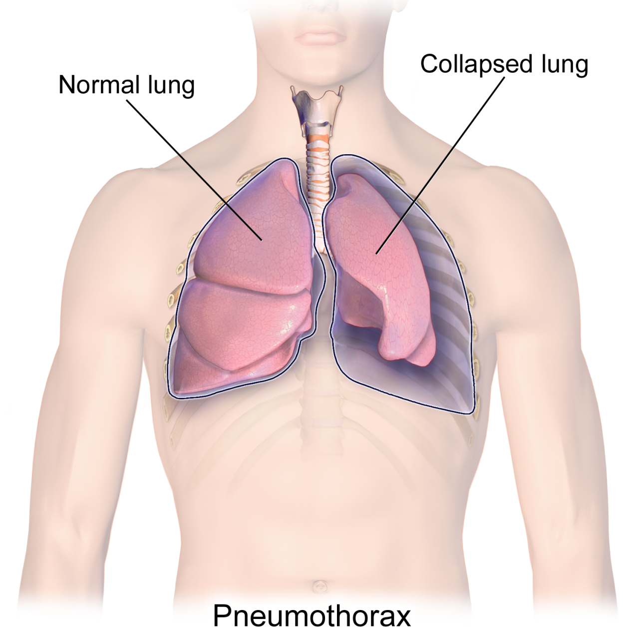 أعراض تدل على خلل في الجهاز التنفسي السلام