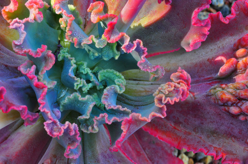 godshideouscreation:succulent color by bill gracey 