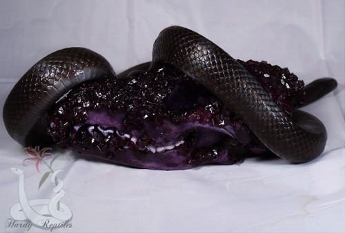 i-m-snek:Grape and licorice~