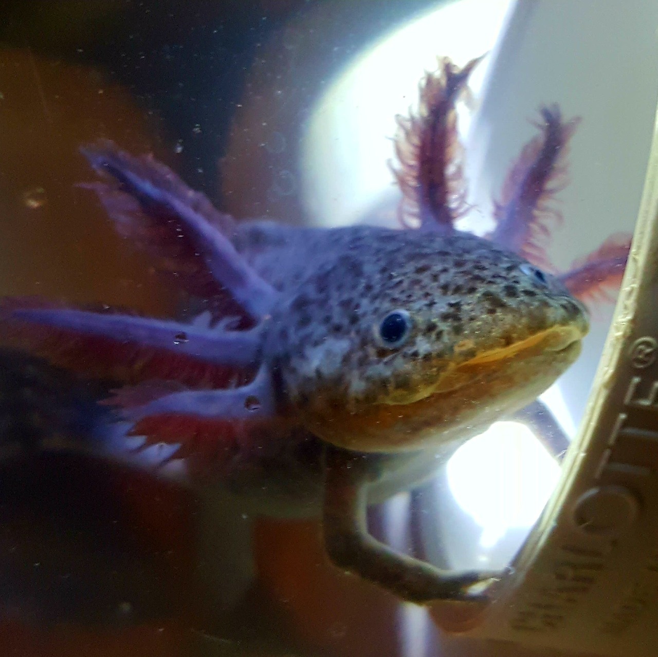 Untitled — smaxolotl: Melanoid subadult axolotl, 28 weeks...