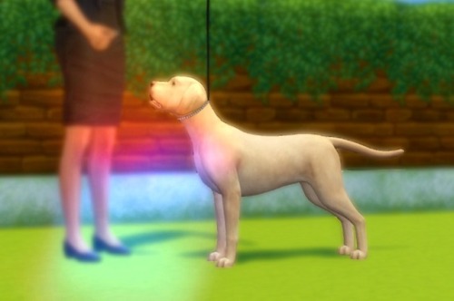 willowsims18
