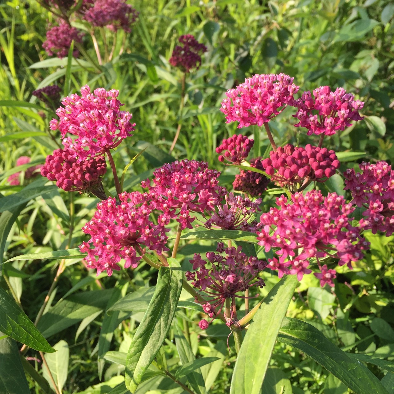 Rose Milkweed, Red Milkweed, Swamp Milkweed are... - Driftless Roots