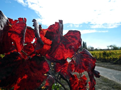 vine leaves backlight Pfalz vine land vinegar