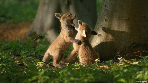 fox cubs on Tumblr