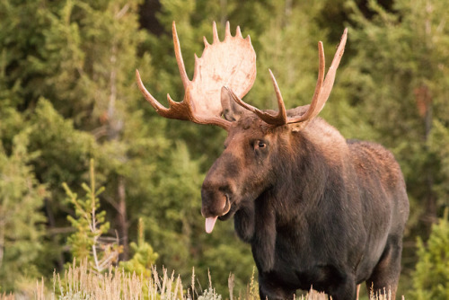 ruinedchildhood:Grand Teton National Park: Sometimes moose...