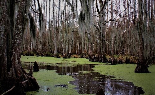 swamp aesthetic on Tumblr