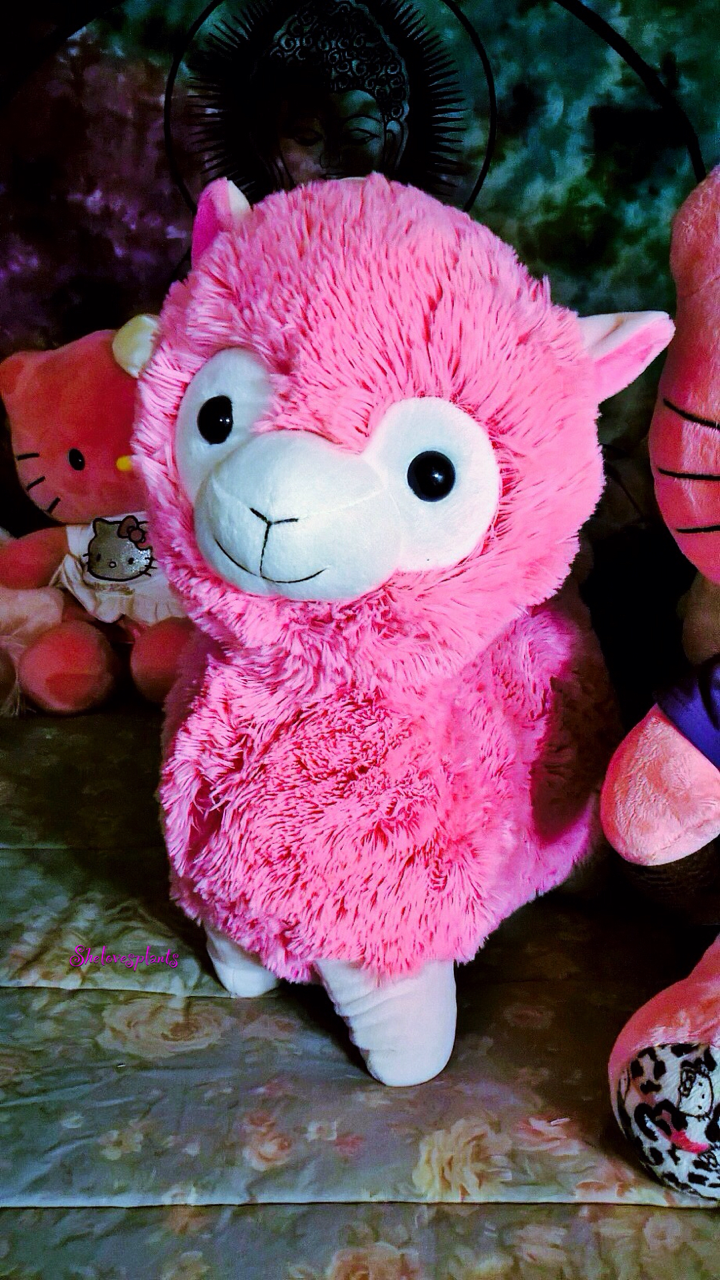 alpaca stuffie