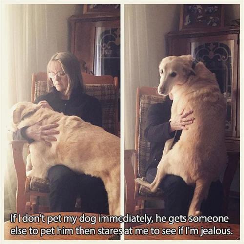 woodelf68:pr1nceshawn:Pictures Any Dog Owners Will...